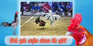 Đá Gà Cựa Dao Là Gì