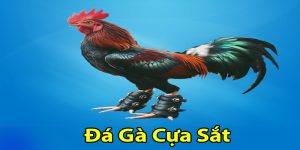 Gà Cựa Sắt