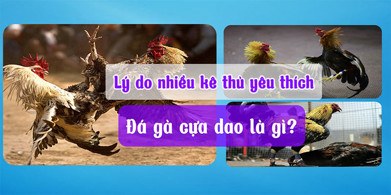 Lý do nhiều kê thủ yêu thích Đá gà cựa dao là gì?