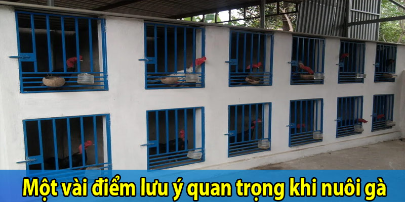 Một vài điểm lưu ý quan trọng khi nuôi gà