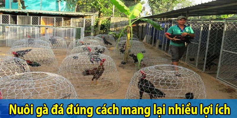 Nuôi gà đá đúng cách mang lại nhiều lợi ích